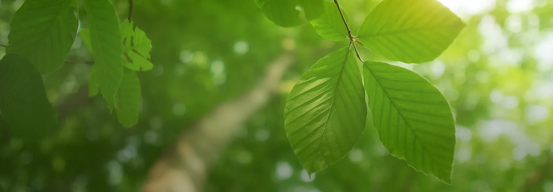 BCPG Sustainability Performance